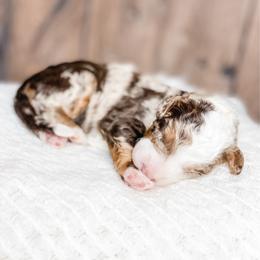 Latte - Chocolate merle female Bernedoodle puppy in Hudson, Indiana from TurkeyCreek-K9