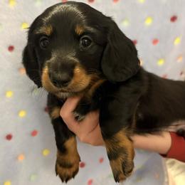 T-Bone - Black and tan male Dachshund puppy in Stockbridge, Georgia from Beneath the Pines Mini Farm