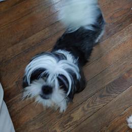 Clover - Shih Tzu