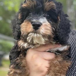 Rosie Cotton - Brown white and tan female Cockapoo puppy in Tallahassee, Florida from Panhandle Pups