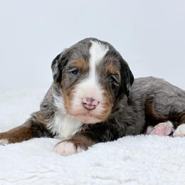 Graham - Blue merle male Bernedoodle puppy in Fleming, Colorado from Vandenbark Doodles