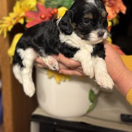 Cavalier King Charles Spaniel, Cavapoo, Maltipoo, and Poodle Puppies from Lainy's Puppies