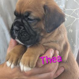 Thea - Brindle female Boxer puppy in New Holland, Pennsylvania from Shady Rill puppies