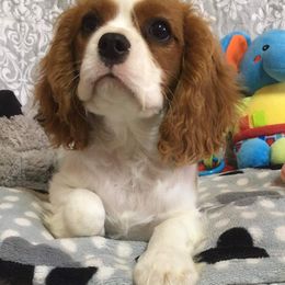 Cavalier King Charles Spaniel Puppies from Hungarian Cavaliers of Nashville