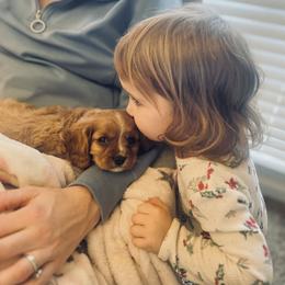Cavalier King Charles Spaniel and Cavapoo Puppies from Cumberland Cavaliers