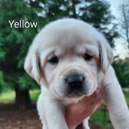 Yellow collar - Yellow female Labrador Retriever puppy in Mossyrock, Washington from White River Labradors