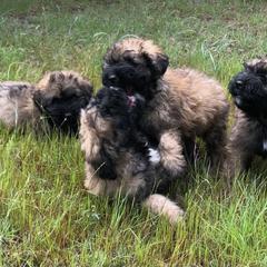 Bouvier des Flandres Puppies from Seasons of Joy Farm and Ranch