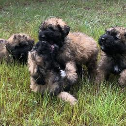 Bouvier des Flandres Puppies from Seasons of Joy Farm and Ranch