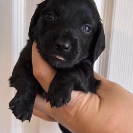 Dani - Black female Dachshund puppy in Springfield, Tennessee from Savannah’s Doxie Palace