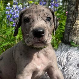 Great Danes from Delta Danes