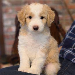 Cody - Apricot male Aussiedoodle puppy in Orange Cove, California from Sand Creek Ranch Aussiedoodles