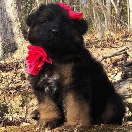 Wednesdays - Pink Collar - Black and red female German Shepherd puppy in Charlotte, North Carolina from Zuflucht K9s