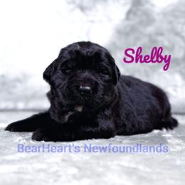 Shelby - Black female Newfoundland puppy in Cortez, Colorado from Bear Heart Newfoundlands, LLC