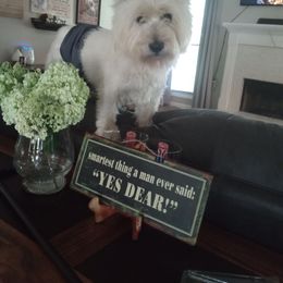 Winston 2 - West Highland White Terrier