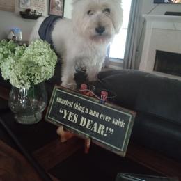 Winston 2 - West Highland White Terrier
