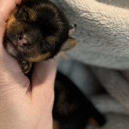 Poppy Yorkshire Terrier - Black and tan female Yorkshire Terrier puppy in Hope, Indiana from DJ Yorkies