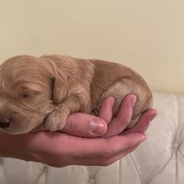 Delilah - Apricot female Goldendoodle puppy in Kansas City, Kansas from Bella & Ivy’s Mini Goldendoodles of KC