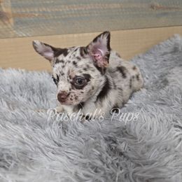 Honey - Merle female Chihuahua puppy in Bowdon, Georgia from Paschal's Pups