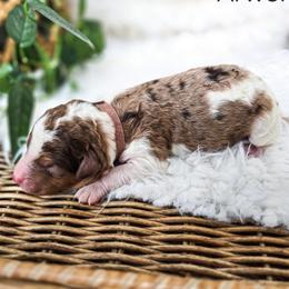 Arwen - Chocolate merle female Bernedoodle puppy in Gaylord, Michigan from Dog Mom Co. Doodles