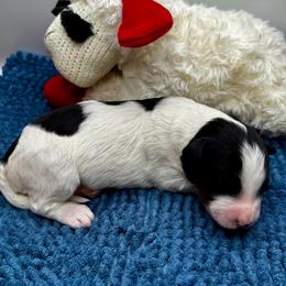 P7 Snow Moon - Tri-color female Bernedoodle puppy in Henrico, Virginia from Paws 4 Doodles, LLC