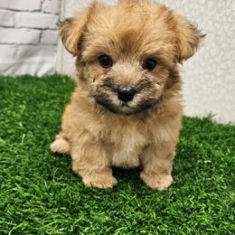Wilson - Gold male Morkie puppy in Monticello, Iowa from Ashley’s Puppies