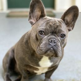French Bulldogs from Will's French Bulldogs