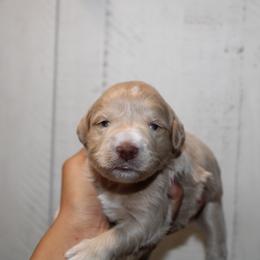 Boy 1 - Wheaten male Miniature Schnauzer puppy in Santa Ana, California from Thehood_weenies