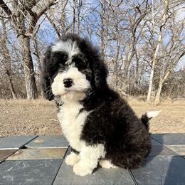 Mable - Black and white female Bernedoodle puppy in Sioux Falls, South Dakota from WhiskeyCreek Doodles