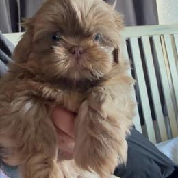Stacks - Chocolate male Shih Tzu puppy in Elk Grove, California from Precious Shih Tzus