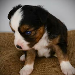 Lorena - Black tri female Miniature American Shepherd puppy in Valley Springs, California from Raindance Ranch