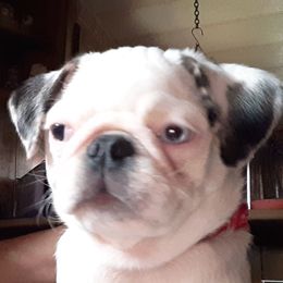 Gypsy - Pug