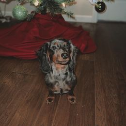 Dachshund Puppies from Golden Creek Farm