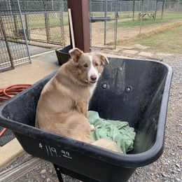 Border Collie All Grown Up from GTR K9 Border Collies