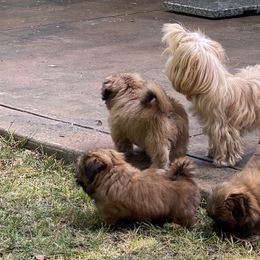 Shih Tzu Puppies from Once in a Lifetime Shih Tzu
