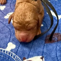 Black collar Charlie Brown - Apricot male Goldendoodle puppy in Fontana, California from Grammy's Puppy Love doodles and poodles