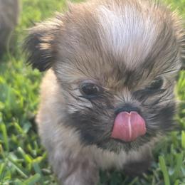 Shih Tzu Puppies from Staci Fidler
