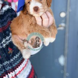Girl 2 - female Sheepadoodle puppy in Marion, Ohio from Doodles & Doxies