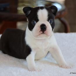 Marshall - Black and white male Boston Terrier puppy in Winnsboro, Texas from JP Ranch Bulldogs