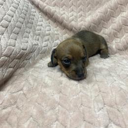 Simon - Sable male Dachshund puppy in Richmond, Virginia from Paw Prints
