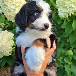 Coast - Tri-color male Bernedoodle puppy in Russell Springs, Kentucky from 270 Doodles