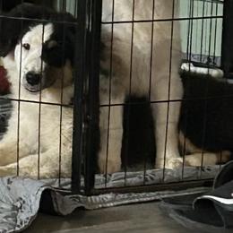 Diva - Black tri female Miniature American Shepherd puppy in Irvington, Kentucky from TimberRidge