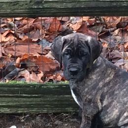 Great Dane Puppies from Daynakin Great Danes LLC