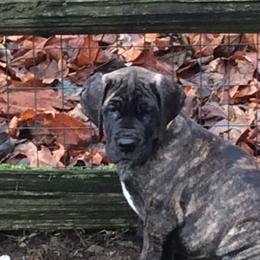 Great Dane Puppies from Daynakin Great Danes LLC