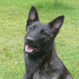 Puca - Dutch Shepherd