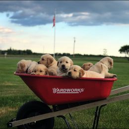 Golden Retriever Puppies from Oak Bluff Golden Retrievers