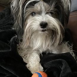 Biewer Terrier and Yorkshire Terrier Puppies from York Town California