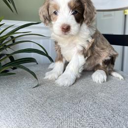 Gracie - Blue merle female Bernedoodle puppy in Holtwood, Pennsylvania from Country Ridge Puppies