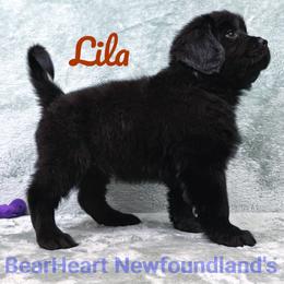 Lila - Black female Newfoundland puppy in Cortez, Colorado from Bear Heart Newfoundlands, LLC