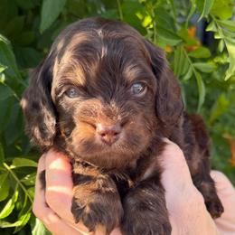 Maverick - Chocolate male Cavapoo puppy in Tucson, Arizona from Adored Poodle & Doodles