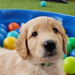 Goldendoodle Puppies from Doodling Minors